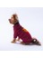 Bordo Pooh's Ashdown Winnie Köpek Sweati Köpek Kıyafeti Kedi Kıyafeti 4