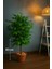 Yapay Areka Agacı ( 80 cm ) Kahverengi Saksıda 1