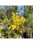 3 Yaş Mimoza Ağacı Fidanı - Gümüşi Akasya (Acacia Dealbata) 1