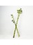 ŞANS BAMBUSU 3 ADET - 1 METRE LUCKY BAMBOO 4