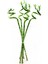 ŞANS BAMBUSU 3 ADET - 1 METRE LUCKY BAMBOO 5