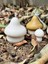 Mushroom Candle 1