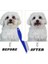 Zeroshop Evcil Hayvan Tarak Seti 4'lü Bit Tarağı Ked Köpek Tüyüne Uygun 4