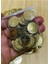 Ince Metalik Kaplama Tuğra Plastik Pul 20MM. Tahmini 100 Adet Civarı. Gold. 3
