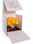 Gerbera Sılver Sarı 4