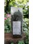 Isırgan Otu, Dızlağan, Ağdalak, Dalagan, Isırgı, Dead Nettle, Urtica Dioica 30G 4