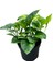 Epipremnum 'Global Green' (Salon Sarmaşığı) 1