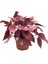 Begonia Rex 'Inca Flame' (Begonya Çiçeği) 1