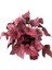 Begonia Rex 'Inca Flame' (Begonya Çiçeği) 2