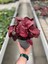 Begonia Rex 'Inca Flame' (Begonya Çiçeği) 3