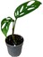 Monstera Adansonii 'Laniata' (Deve Tabanı) 1