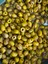 Izgara Yeşil Zeytin 500 gr 1