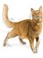 Fit 32 Yetişkin Kuru Kedi Maması 4 kg 5