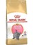 British Shorthair Kitten Yavru Kedi Maması 2 kg 1