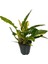 Philodendron 'Ring of Fire' 1