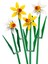 LEGO Botanicals Nergis 40747- Dekoratif, Koleksiyonluk ve Sergilenebilir Çiçek Modeli Yapım Seti (216 Parça) 3
