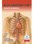 Basic Anatomy For Health Sciences 2