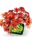 Bfs LEGO Botanicals Japon Kırmızı Akçaağaç Bonsai Ağacı 10348 2