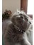 Sallanmayan Kedi Tasması Metal Isimlikli Sallanmayan Kedi Künyesi 5