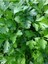 Maydanoz Tohumu Yağı / Parsley Oil 20ML 2