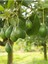 Avokado Yağı / Avocado Oil 50ML. 3
