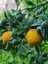 Bergamot Yağı / Bergamot Oil 20ML. 2