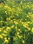 Sarı Kantaron Yağı St.john's Wort Oil 50 ml 5