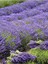 Lavanta Yağı / Lavander Oil 20ML 5