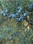 Ardıç Yağı / Juniper Oil 20ML 2