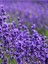Lavanta Hidrosolü / Lavender Hydrosol 500ML (Lavandula Angustifolia) 2