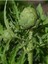 Enginar Hidrosol / Artichoke Hydrosol 500ML. 3