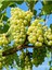 Üzüm Çekirdeği Yağı / Grape Seed Oil 50ML. 3