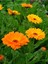 Aynısefa Yağı / Calendula Oil 20ML 2