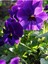 Menekşe Yağı / Violet Oil 20ML. 3
