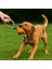 Dayanıklı Halatlı Top Köpek Oyuncağı – Çiğneme ve Getir-Götür Oyunları Için 4