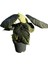 Alocasia Maharani (Fil Kulağı) 1