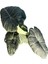Alocasia Maharani (Fil Kulağı) 2