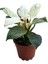 Philodendron 'Birkin' 1