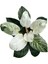 Philodendron 'Birkin' 2