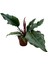 Philodendron 'Caramel' 1