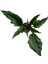 Philodendron 'Caramel' 2