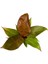 Philodendron 'Prince of Orange' 2