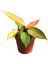 Philodendron 'Prince of Orange' 1