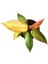 Philodendron 'Prince of Orange' 2