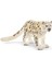 Kar Leoparı 1