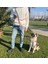 Gri Dönüştürülebilir Köpek Boyun Tasması, Rahat ve Şık Tasarım 4