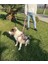 Gri Dönüştürülebilir Köpek Boyun Tasması, Rahat ve Şık Tasarım 5