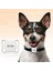 Beyaz Hayvan Takip Cihazı, Tasma, Ios & Android Uyumlu, Köpek ve Kedi Için 6