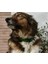 Koyu Yeşil Köpek Boyun Tasması, Rahat ve Şık Tasarım 1
