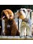 Yeşil Renkli Çelik Köpek Isminlik Künyesi, Dayanıklı ve Şık Tasarım. 4